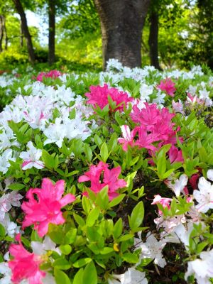 鴨池公園（つつじ）
