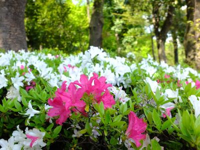 鴨池公園（つつじ）
