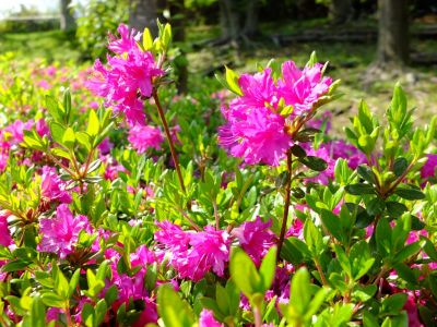 鴨池公園（つつじ）
