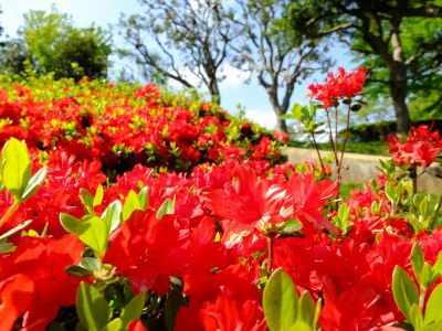鴨池公園（つつじ）
