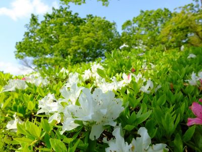 鴨池公園（つつじ）
