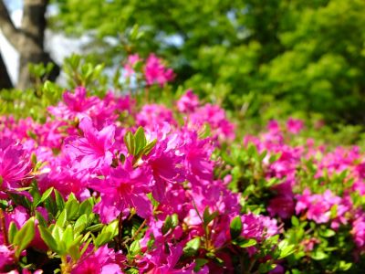 鴨池公園（つつじ）
