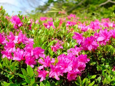 鴨池公園（つつじ）
