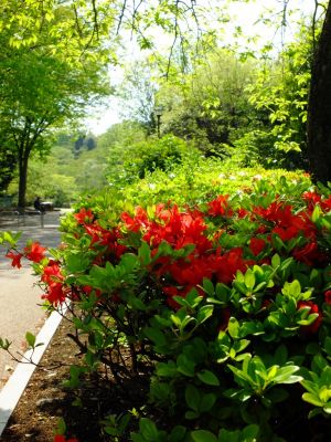 鴨池公園（つつじ）
