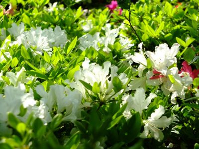 鴨池公園（つつじ）
