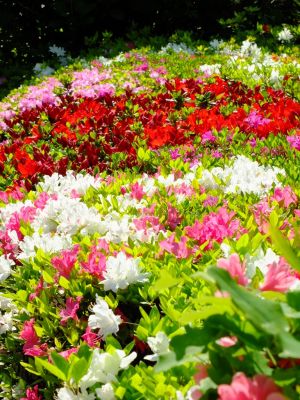 鴨池公園（つつじ）
