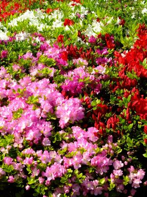 鴨池公園（つつじ）
