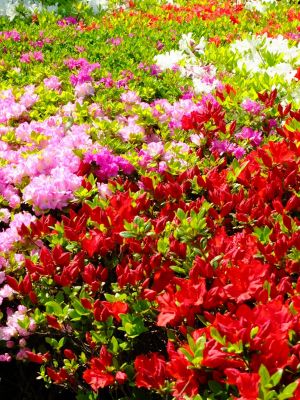 鴨池公園（つつじ）
