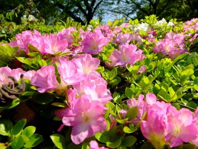 鴨池公園（つつじ）
