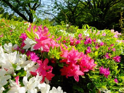 鴨池公園（つつじ）
