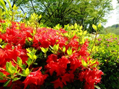 鴨池公園（つつじ）
