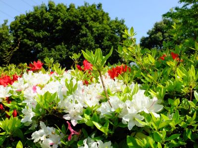 鴨池公園（つつじ）
