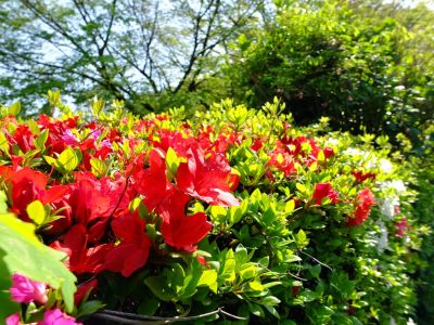 鴨池公園（つつじ）
