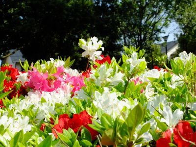 鴨池公園（つつじ）
