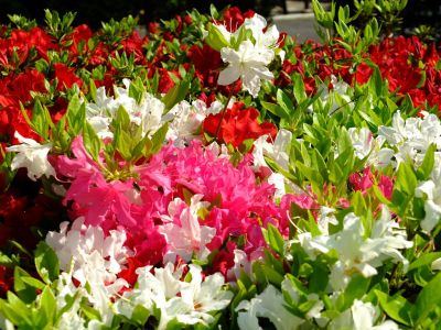 鴨池公園（つつじ）
