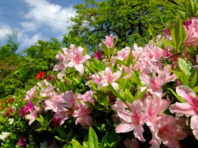 鴨池公園（つつじ）
