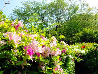 鴨池公園（つつじ）
