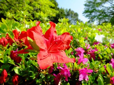 鴨池公園（つつじ）
