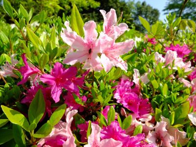 鴨池公園（つつじ）
