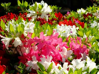 鴨池公園（つつじ）
