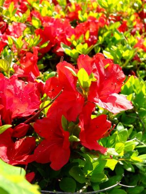 鴨池公園（つつじ）
