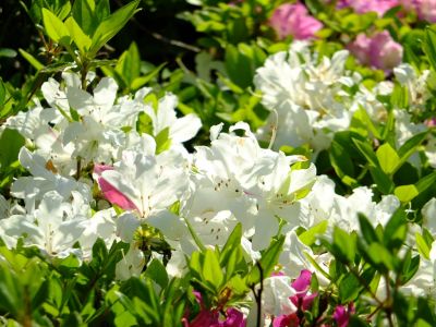 鴨池公園（つつじ）
