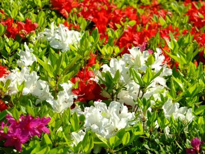 鴨池公園（つつじ）
