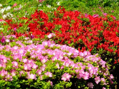 鴨池公園（つつじ）
