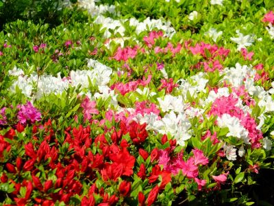 鴨池公園（つつじ）
