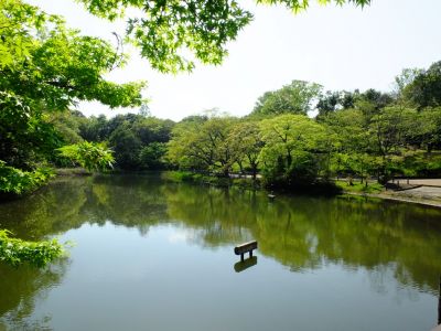 鴨池公園（若葉）
