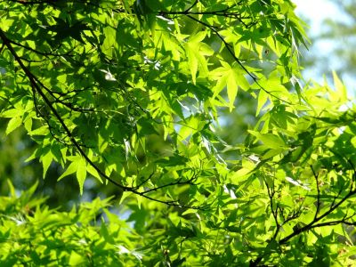 鴨池公園（若葉）
