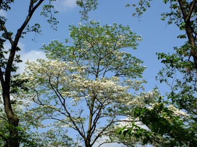 鴨池公園（はなみずき）
