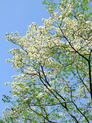 鴨池公園（はなみずき）
