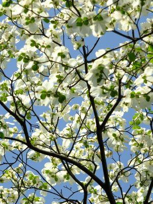 鴨池公園（はなみずき）
