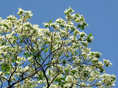 鴨池公園（はなみずき）
