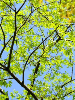 鴨池公園（若葉）
