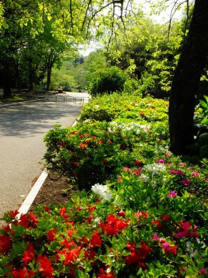 鴨池公園（つつじ）

