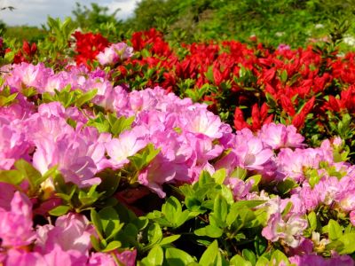 鴨池公園（つつじ）
