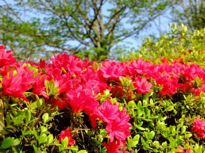 鴨池公園（つつじ）
