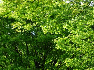 鴨池公園（若葉）
