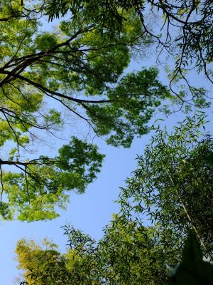 鴨池公園（若葉）
