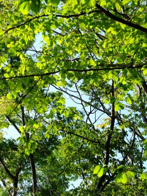 鴨池公園（若葉）
