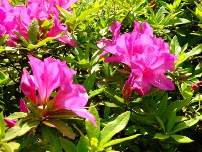 けやきヶ丘（つつじ）
