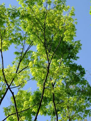 けやきヶ丘（若葉）
