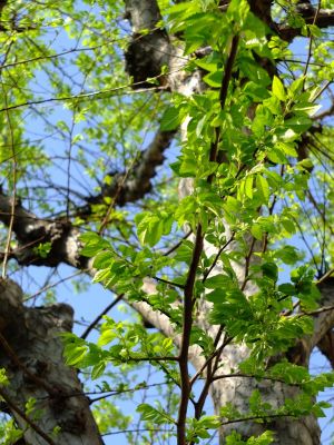 荏田近隣センター（若葉）
