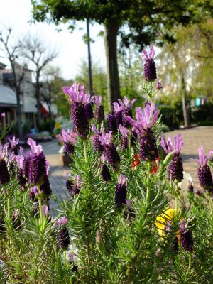 荏田近隣センター
