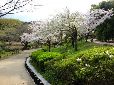 鴨池公園のさくら
