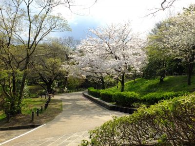 鴨池公園のさくら
