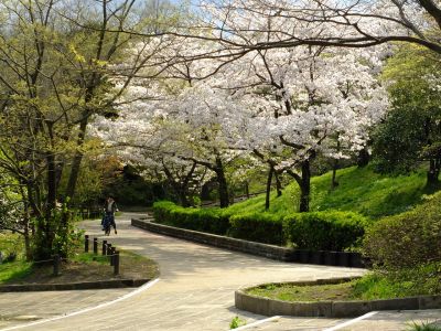 鴨池公園のさくら
