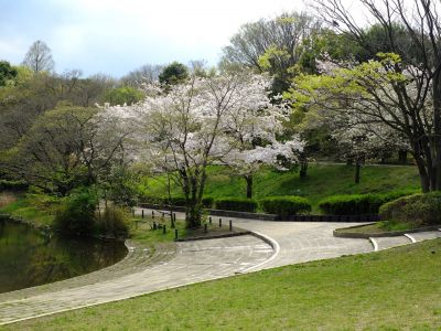 鴨池公園のさくら
